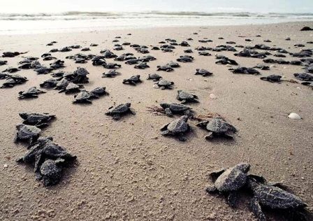 ساحل لاکپشت ها کیش
