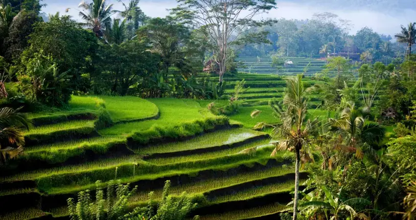 شالیزارهای برنج بالی