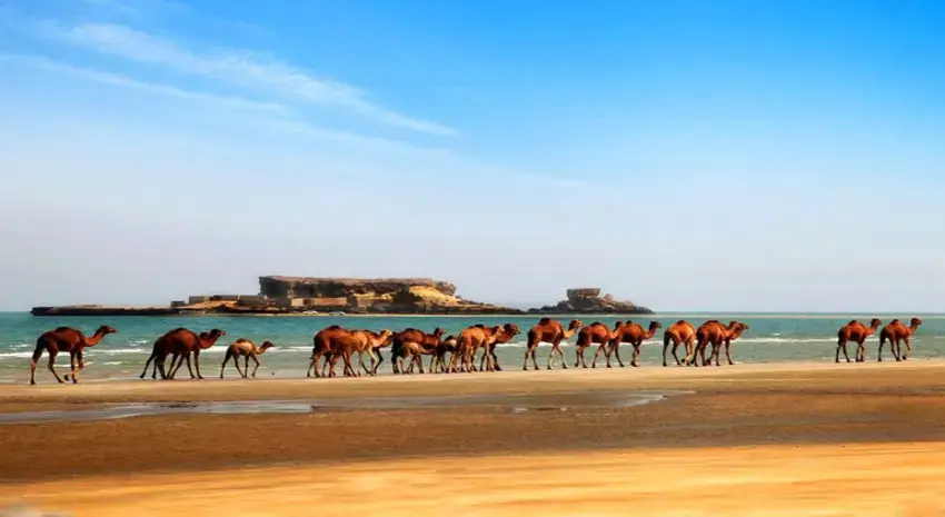 شتر سواری در جزایر ناز