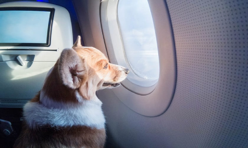حیوانات خانگی در هواپیما