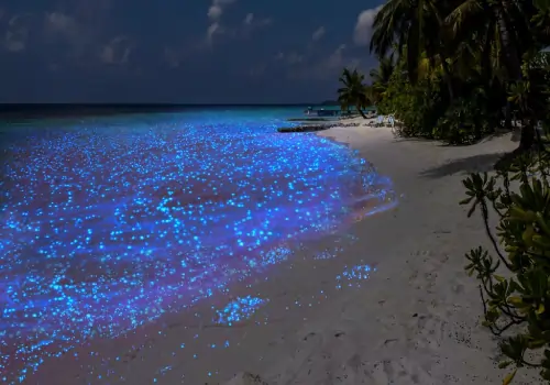 مالدیو بهشت روی زمین جذابیت جهانی