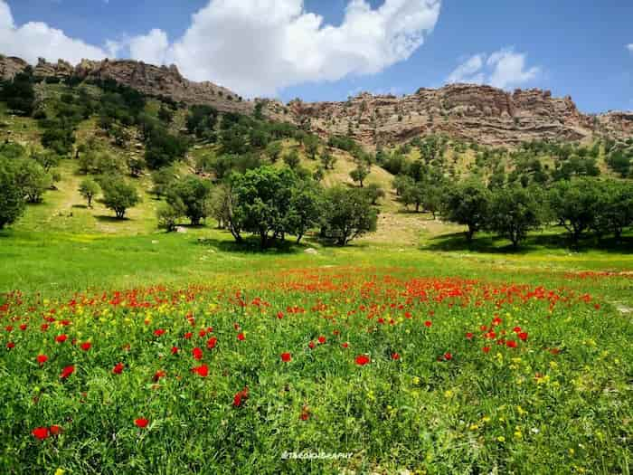 جنگل های بلوط ایلام در کردستان