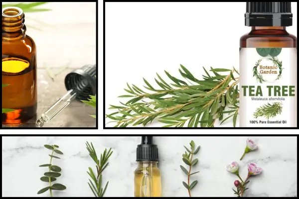 عطر و روغن درخت چای